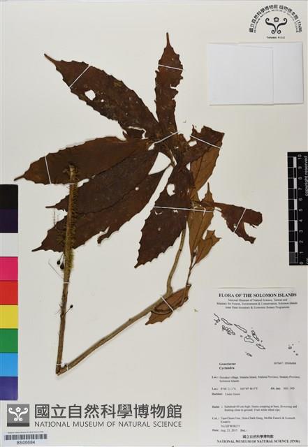 登錄號:BS06684藏品圖，第1張