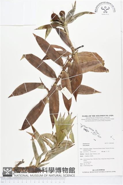 登錄號:BS02684藏品圖，第1張