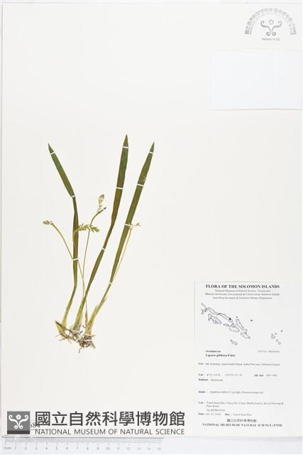 登錄號:BS04684藏品圖，第1張