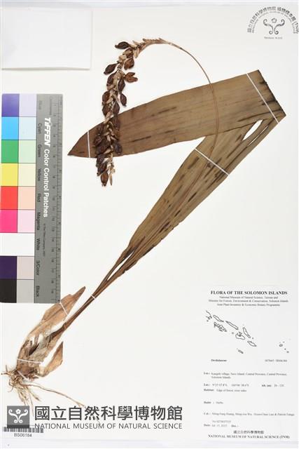 登錄號:BS06184藏品圖，第1張