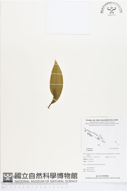 登錄號:BS02184藏品圖，第1張