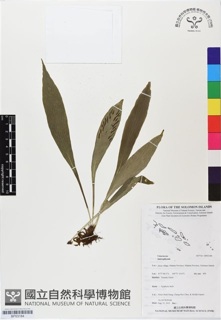 登錄號:BP03184藏品圖，第1張