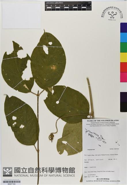 登錄號:BS07184藏品圖，第1張