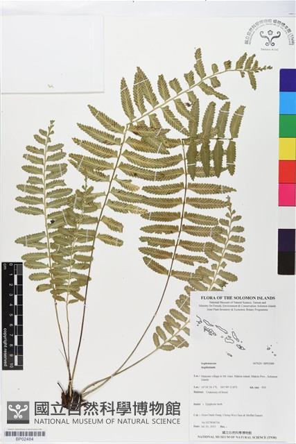 登錄號:BP02484藏品圖，第1張