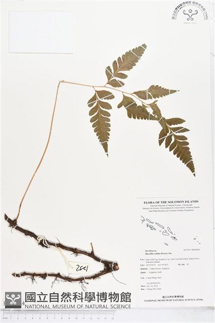 闊葉骨碎補藏品圖，第1張