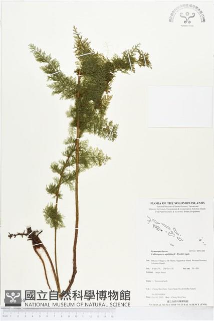 Accession Number:BP01484 Collection Image