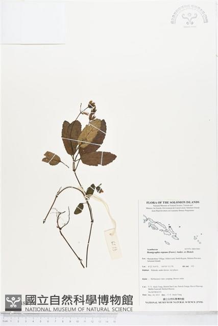 匍匐半插花藏品圖，第1張