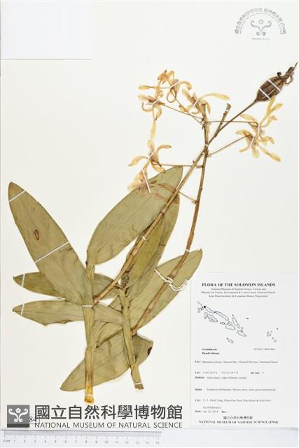 登錄號:BS04484藏品圖，第1張