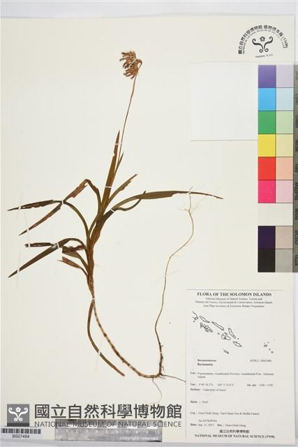 登錄號:BS07484藏品圖，第1張