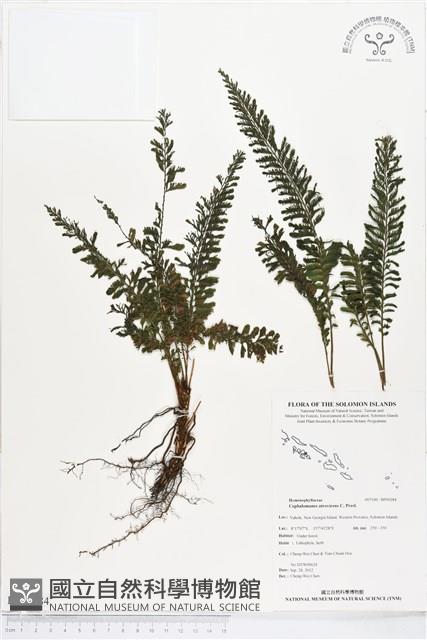 登錄號:BP00284藏品圖，第1張