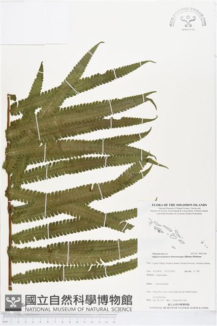 Accession Number:BP01284 Collection Image