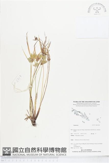 登錄號:BS05284藏品圖，第1張