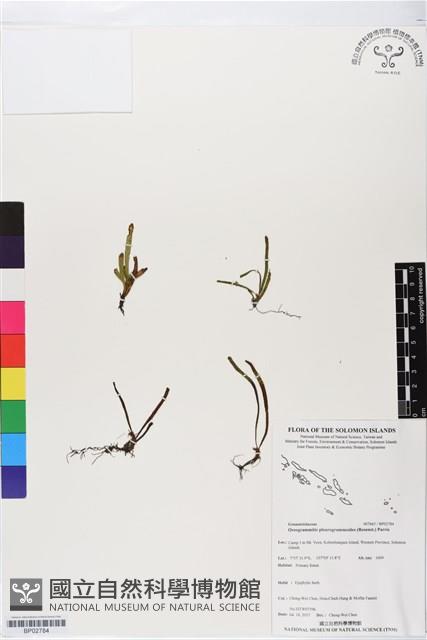 登錄號:BP02784藏品圖，第1張