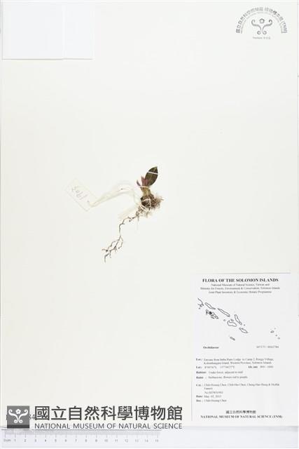 登錄號:BS02784藏品圖，第1張