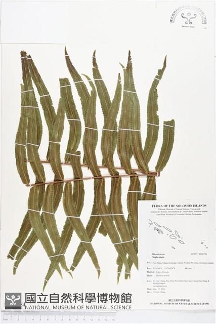 登錄號:BP00784藏品圖，第1張