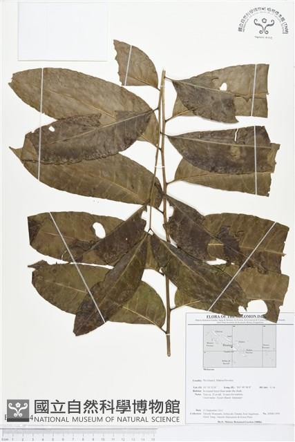 登錄號:BS01784藏品圖，第1張