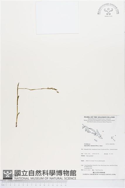 綬草藏品圖，第1張