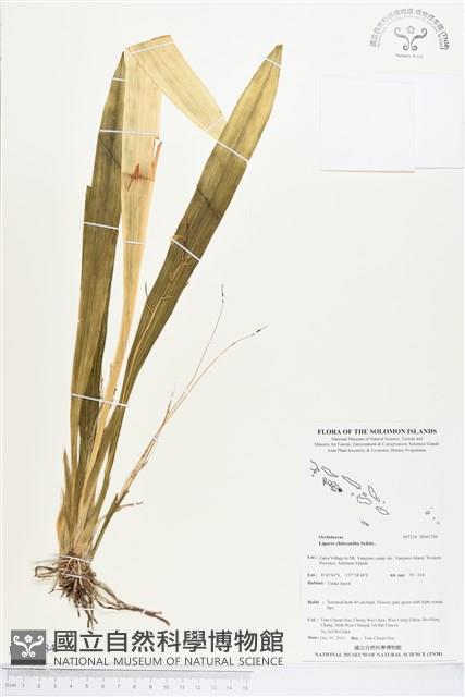 登錄號:BS03784藏品圖，第1張