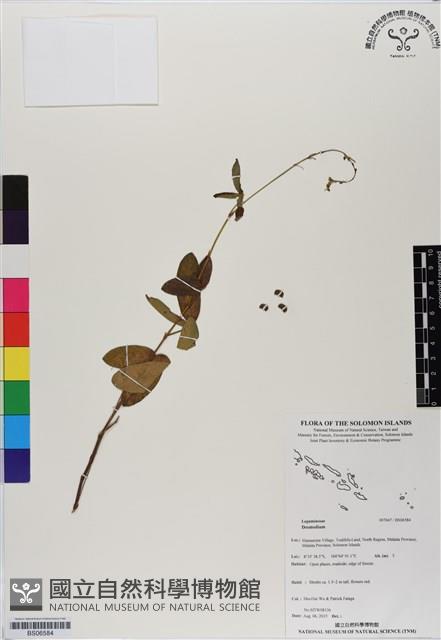 登錄號:BS06584藏品圖，第1張
