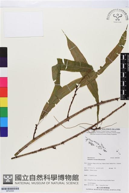 登錄號:BP02584藏品圖，第1張