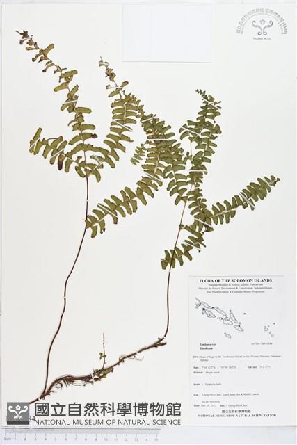 登錄號:BP01584藏品圖，第1張