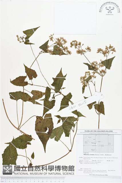 蔓澤蘭藏品圖，第1張