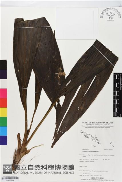 登錄號:BS05584藏品圖，第1張