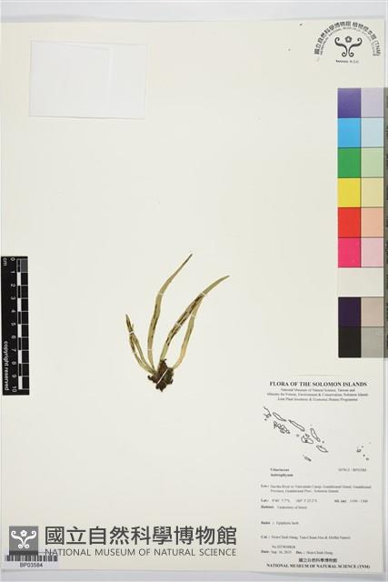 登錄號:BP03584藏品圖，第1張