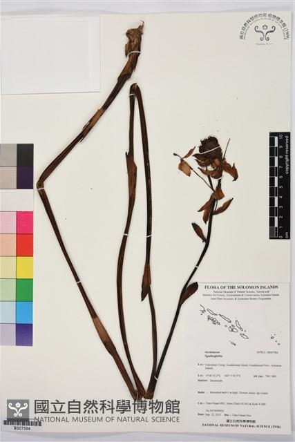 登錄號:BS07584藏品圖，第1張