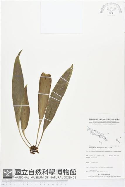 登錄號:BP01984藏品圖，第1張