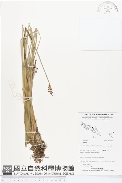 登錄號:BS03984藏品圖，第1張