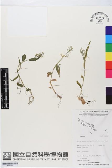 登錄號:BS06384藏品圖，第1張