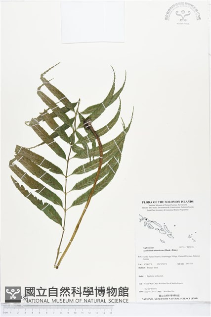 登錄號:BP02384藏品圖，第1張