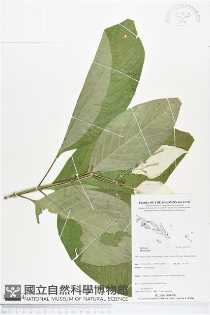 登錄號:BS04384藏品圖，第1張