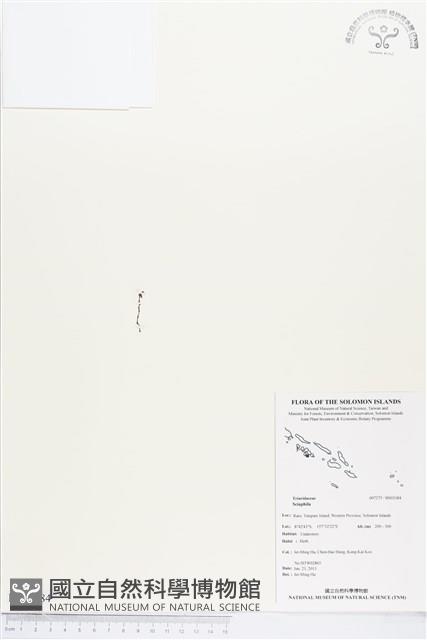 登錄號:BS03384藏品圖，第1張