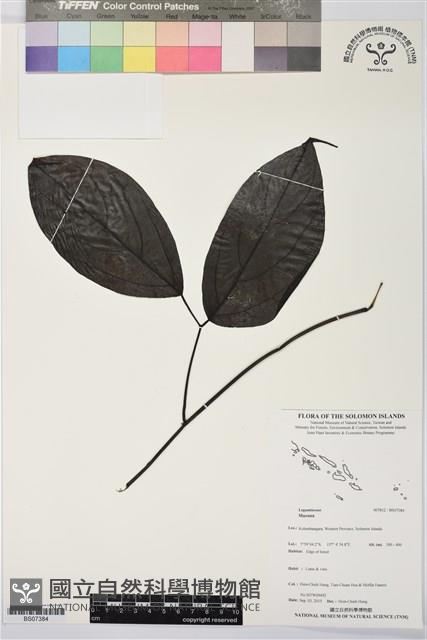 登錄號:BS07384藏品圖，第1張