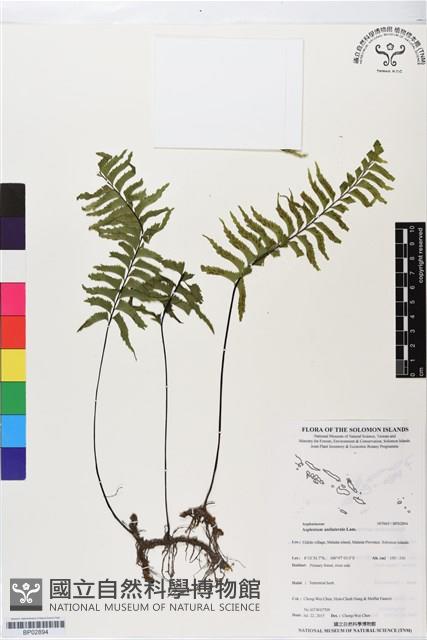 單邊鐵角蕨藏品圖，第1張