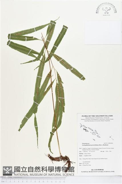 棱脈蕨藏品圖，第1張