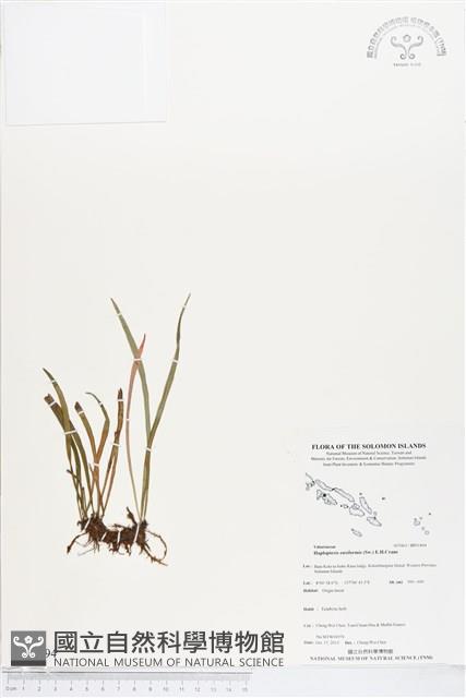 劍葉書帶蕨藏品圖，第1張