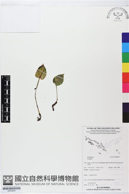 登錄號:BS05894藏品圖，第1張