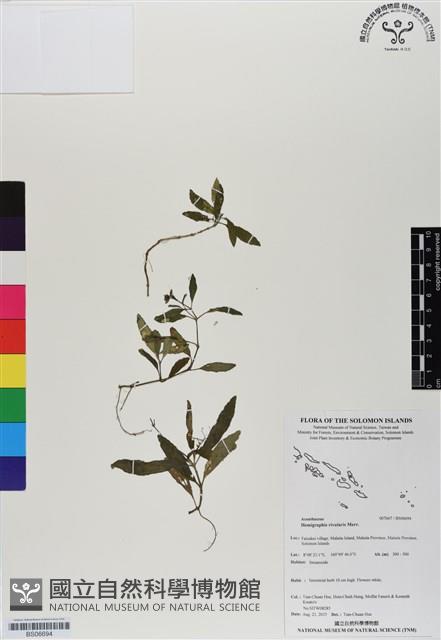 登錄號:BS06694藏品圖，第1張