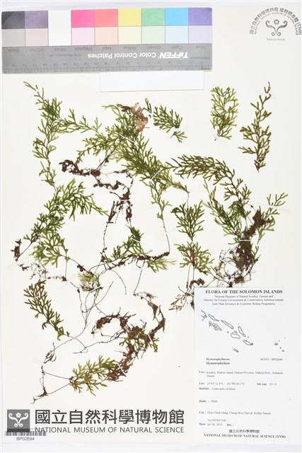 登錄號:BP02694藏品圖，第1張