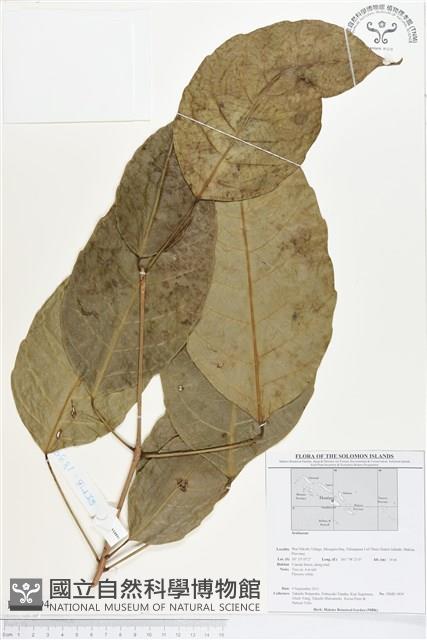 登錄號:BS01694藏品圖，第1張