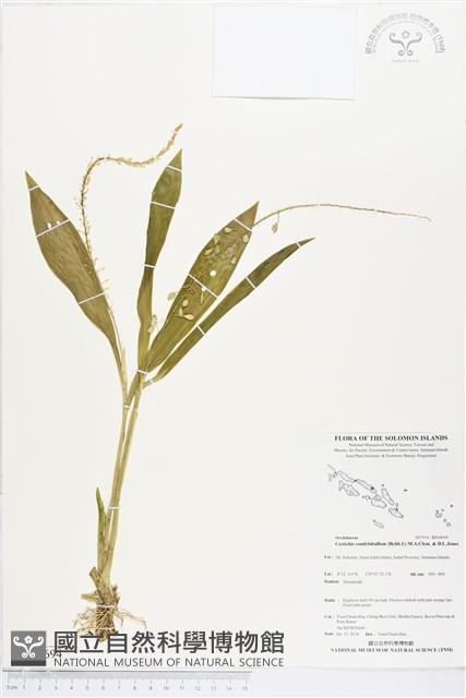 登錄號:BS04694藏品圖，第1張