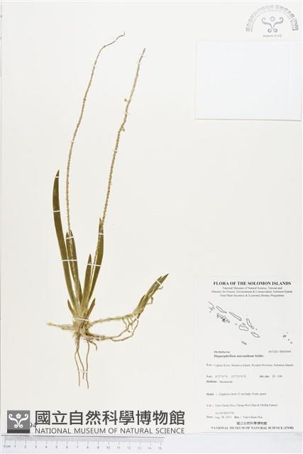 登錄號:BS03694藏品圖，第1張