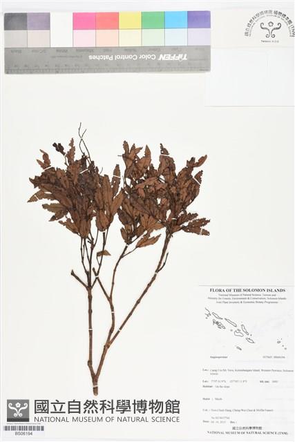 登錄號:BS06194藏品圖，第1張