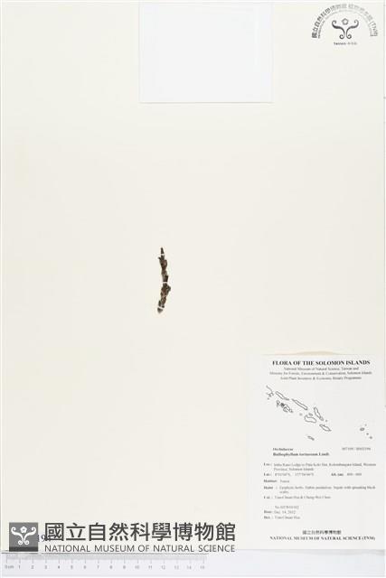 登錄號:BS02194藏品圖，第1張