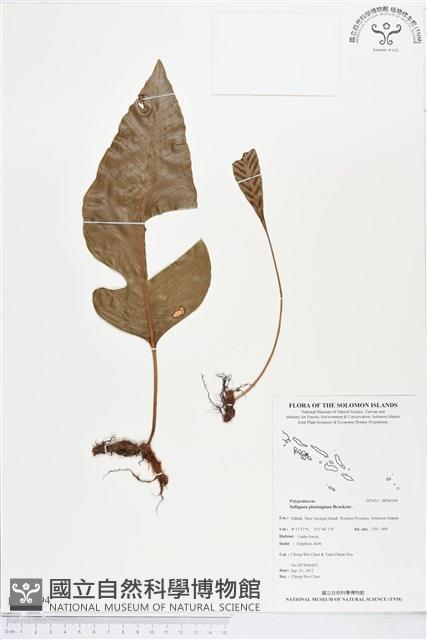 登錄號:BP00194藏品圖，第1張