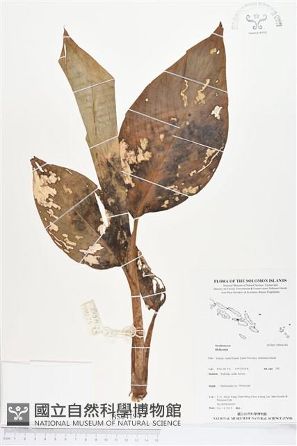 登錄號:BS04194藏品圖，第1張