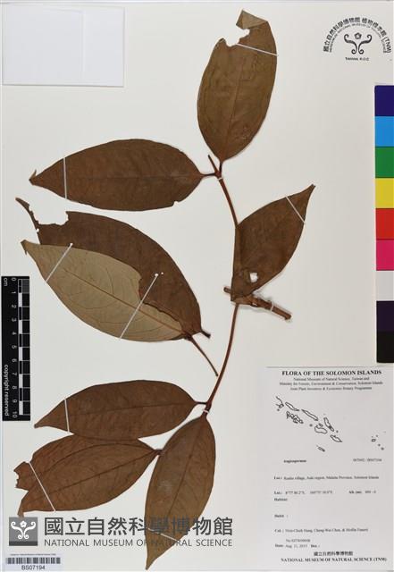 登錄號:BS07194藏品圖，第1張